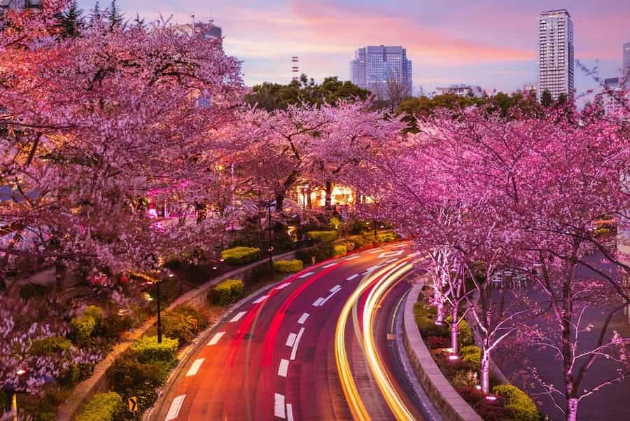 Cherry blossom trees in Roppongi